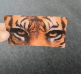 Lenticular 3D Cards - Morph Effect